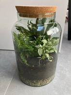 Plantenterrarium - ecosysteem - groot, Huis en Inrichting, Ophalen, Overige soorten, Halfschaduw, In pot