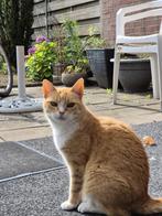 Lieve en gezonde poes ter adoptie aangeboden ️, Dieren en Toebehoren, Katten en Kittens | Raskatten | Korthaar