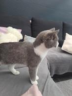Poes te koop