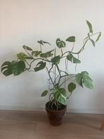 Monstera Deliciosa Variegata, Ophalen, 100 tot 150 cm, Overige soorten, Halfschaduw