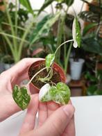 Baby alocasia Frydek variegata, rare kamerplantje, Huis en Inrichting, Kamerplanten, Overige soorten, In pot, Minder dan 100 cm