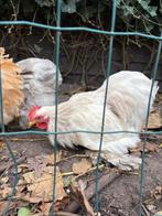 Cochin haan, Dieren en Toebehoren, Mannelijk, Kip