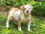 Amerikaanse bulldog, Dieren en Toebehoren, Honden | Bulldogs, Pinschers en Molossers, Rabiës (hondsdolheid), 15 weken tot 1 jaar