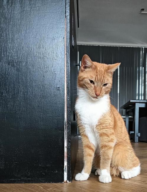 Lieve viervoeters zoeken een nieuw 5 sterren huisje, Dieren en Toebehoren, Katten en Kittens | Overige Katten, Kortharig, Meerdere dieren