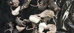 Diepvries muizen en ratten., Slang
