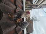 Serama haantjes, Dieren en Toebehoren, Mannelijk, Kip