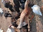 Eenden, Meerdere dieren, Tropenvogel