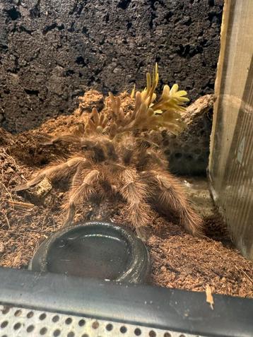 Vogelspin ( Nhandu tripepii ) beschikbaar voor biedingen