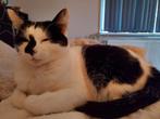 Poes Loes zoekt een nieuw thuis, Dieren en Toebehoren, Katten en Kittens | Overige Katten