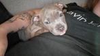 Pocket bully pup teefje zsm ophalen!, Dieren en Toebehoren, Overige rassen, CDV (hondenziekte), 8 tot 15 weken, Teef