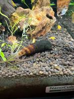 Tylomelania white spotted rabbit snal | Saluwesi, Dieren en Toebehoren, Vissen | Aquariumvissen, Slak of Weekdier, Zoetwatervis