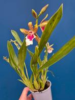 Orchidee Odontoglossum Peter Klomp p12 (4), Ophalen of Verzenden, Halfschaduw, Minder dan 100 cm