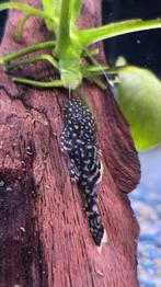 Jonge Borstelneus (Ancistrus) – €1,50 p/st, Dieren en Toebehoren, Vis, Zoetwatervis