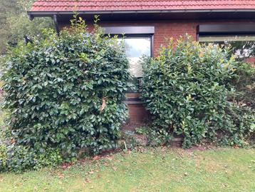 2 grote groenbljvende struiken beschikbaar voor biedingen