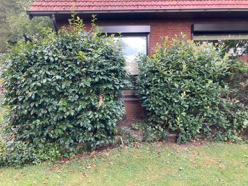 2 grote groenbljvende struiken, Tuin en Terras, Planten | Struiken en Hagen, Struik, Overige soorten, 100 tot 250 cm, Ophalen