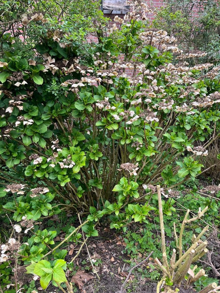 planten, Tuin en Terras, Overige soorten, Minder dan 100 cm, Zomer, Ophalen