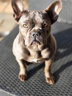 prachtige Franse bulldog teefje van 1 jaar oud, Dieren en Toebehoren, Honden | Bulldogs, Pinschers en Molossers, 1 tot 2 jaar