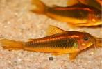 Corydora Peru Gold Stripe - Koidream Valburg, Vis, Zoetwatervis