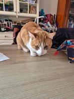 Mooie rode raggdoll mix kater, Kater