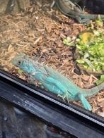 Jonge leguanen - kleuren : blauw en Axanthic, Dieren en Toebehoren, Hagedis, 0 tot 2 jaar