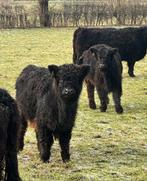 Te koop 3 gallloway vaarzen, Dieren en Toebehoren, Runderen, Meerdere dieren