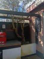 Olijfboom, Ophalen of Verzenden, Olijfboom, 250 tot 400 cm