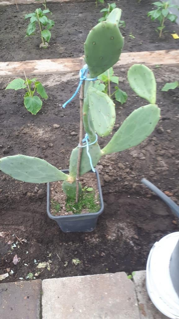 Opuntia Indica Cactus - Vijgcactus, Volle zon, Vaste plant, Zomer, Ophalen