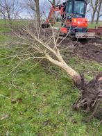 Europese eik, Tuin en Terras, Planten | Bomen, Ophalen, Volle zon, Overige soorten, 100 tot 250 cm