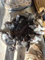 maine coon kitten, Dieren en Toebehoren, Meerdere dieren, Gechipt, 0 tot 2 jaar