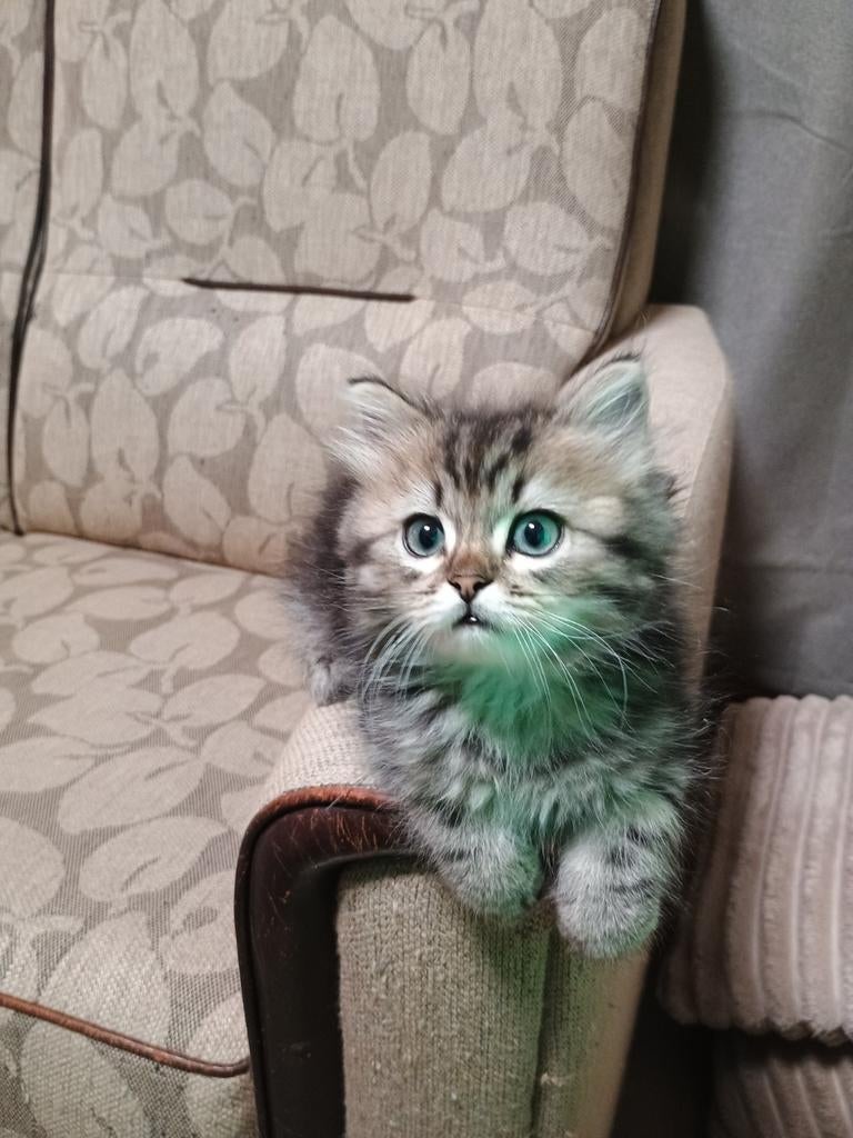 Ragdoll x britislanghaar, Meerdere dieren