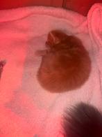 2 mooie maincoon katertjes, Dieren en Toebehoren, Kater, 0 tot 2 jaar