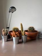Cactus, Ophalen, Cactus, Volle zon, Minder dan 100 cm