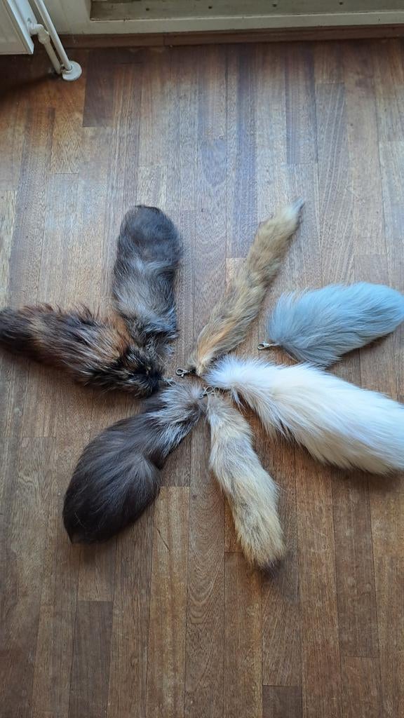 Vossenstaarten, Overige soorten