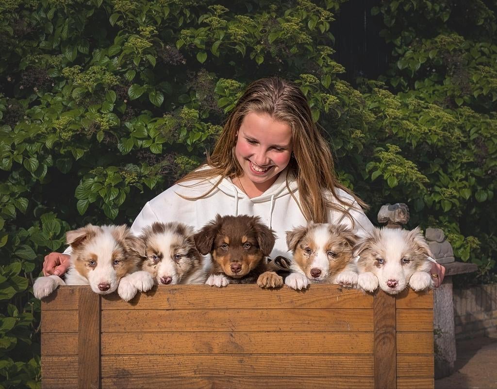 Raszuivere Australian Shepherd pups zoeken baasjes, Parvo, Overige rassen, 8 tot 15 weken, Meerdere