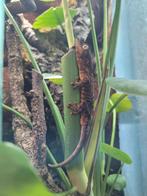 Mniarrogekko chahoua, Amfibie, 0 tot 2 jaar