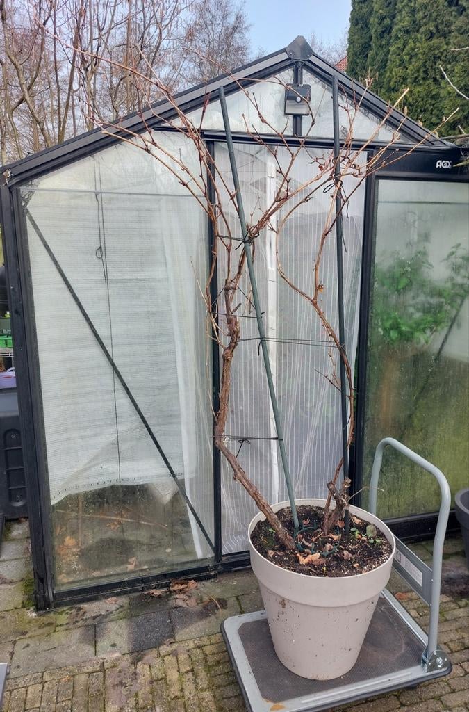 Grote Blauwe druif (struik 2m.hoog) 'Boskoop Glory', Tuin en Terras, Ophalen