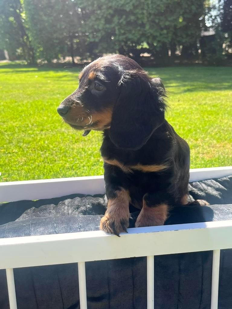 Teckel pups korthaar en langhaar, Parvo, 8 tot 15 weken, Korthaar, Dwerg