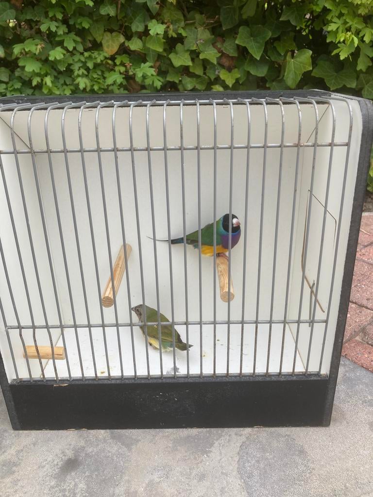 Gouldamedines, Dieren en Toebehoren, Vogels | Overige Vogels, Meerdere dieren