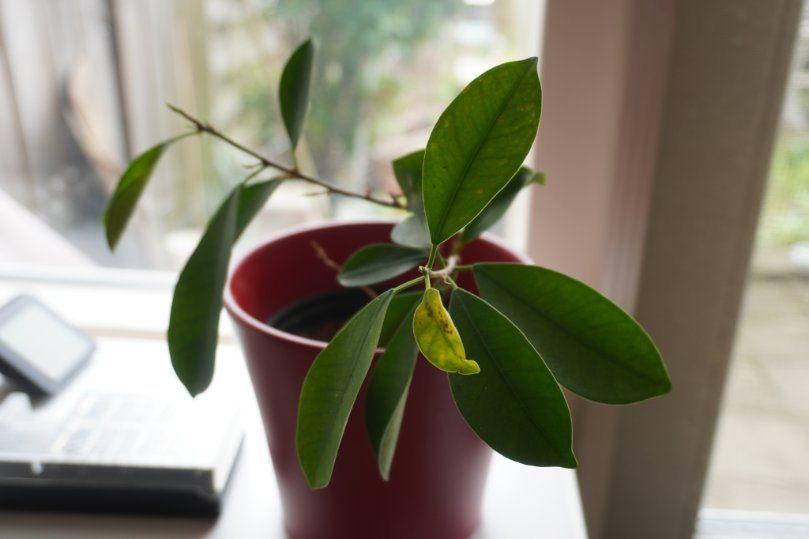 Ficus, 2x, Ophalen, Gebruikt