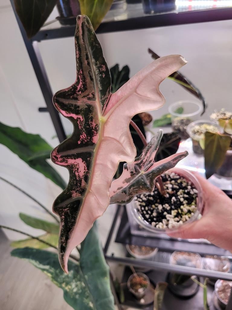 Alocasia nobilis pink variegata corms, Huis en Inrichting, Ophalen of Verzenden, Halfschaduw, Minder dan 100 cm