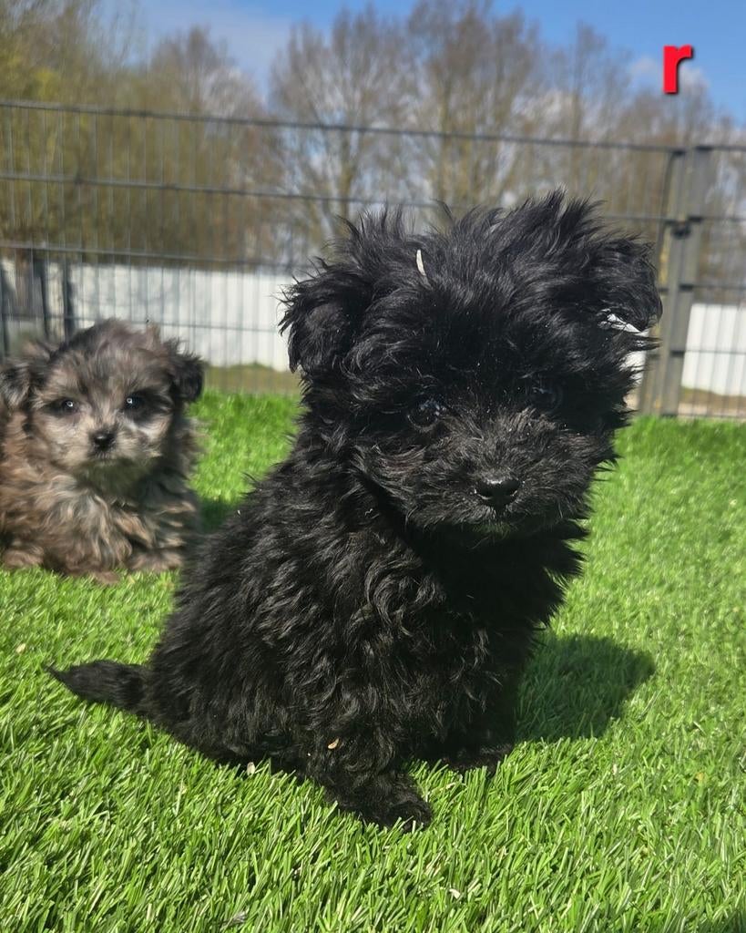 POMAPOO PUPS  (pomeriaan x dwerg poedel), Dieren en Toebehoren, Parvo, Nederland, 8 tot 15 weken, Meerdere