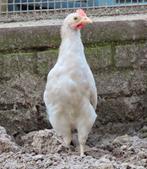 Muk, tam hanen kuiken, Dieren en Toebehoren, Pluimvee, Mannelijk, Kip