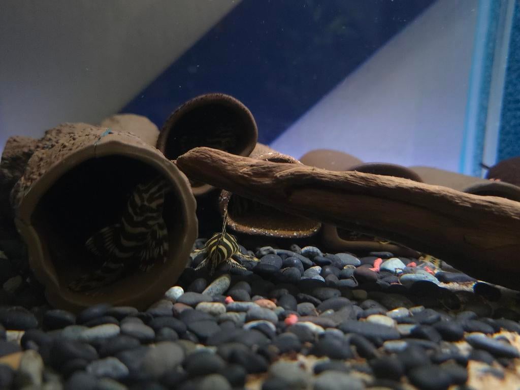 Puntgave L134 pleco's F1, Vis, Zoetwatervis
