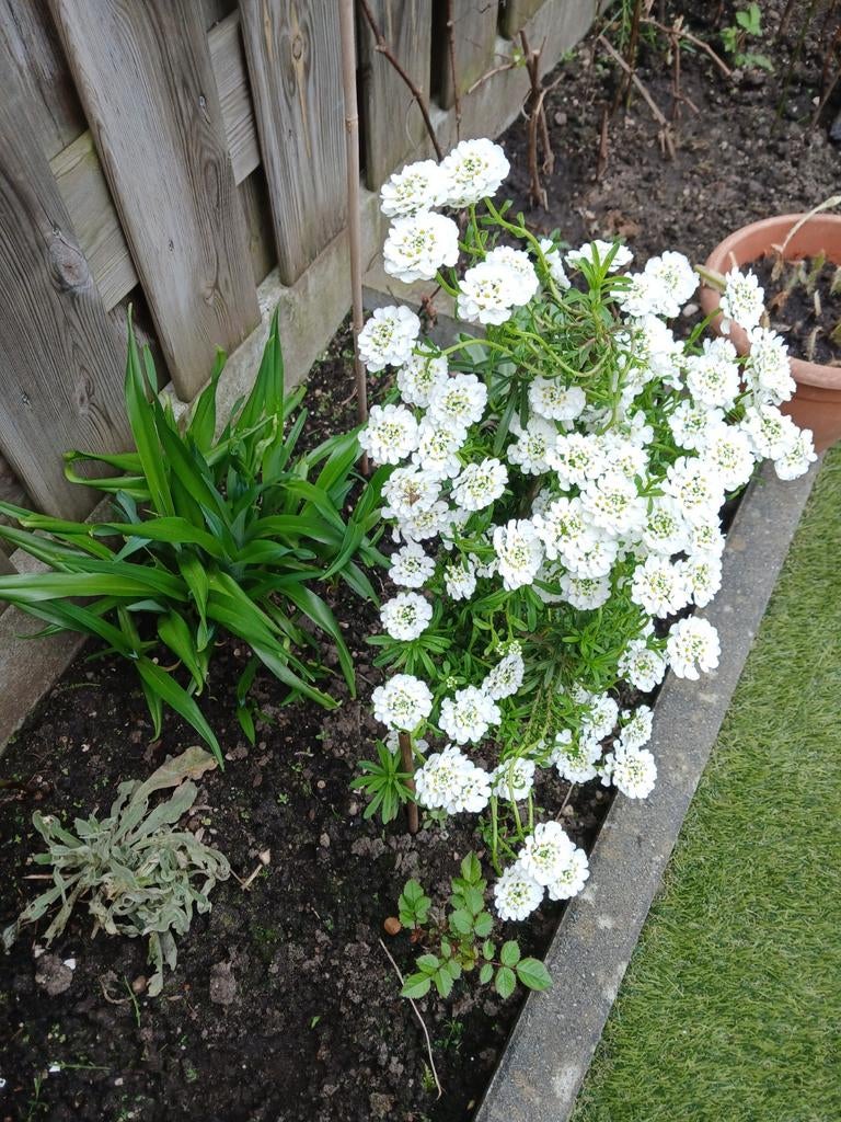 Diversen soorten tuinplanten Rozemarijn en Salie planten, Ophalen of Verzenden, Overige soorten