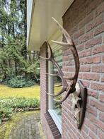 Mooi Edelhert Gewei Jacht Trofee Mancave Jacht Hut g10, Ophalen, Gebruikt, Hert, Gewei of Kop