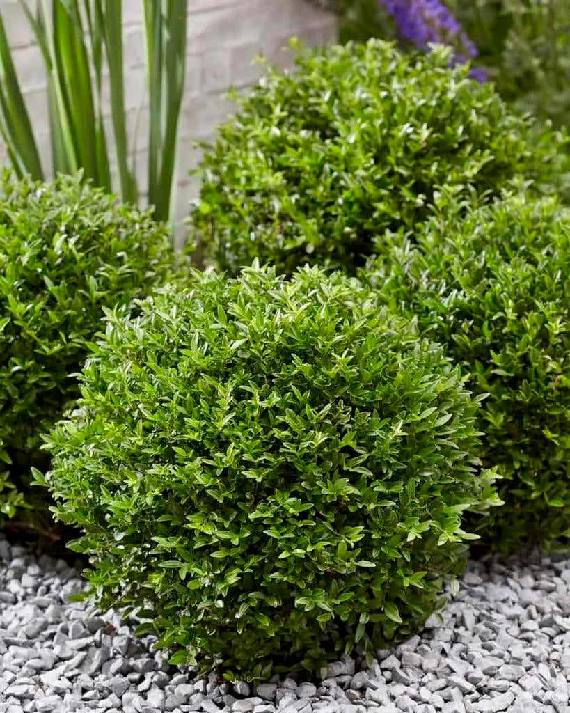 Buxusvervanger Lonicera Nitida Maigrun - bolvorm (20/30cm), Overige soorten, Vaste plant, Ophalen of Verzenden, Bloeit niet