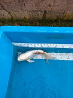 Doitsu Hariwake Butterfly koi 30cm, Dieren en Toebehoren, Karper of Koi