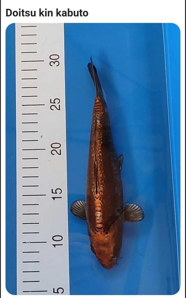 2 Japanse kois Doitsu kin Kabuto 30cm 1 Ghost, Karper of Koi