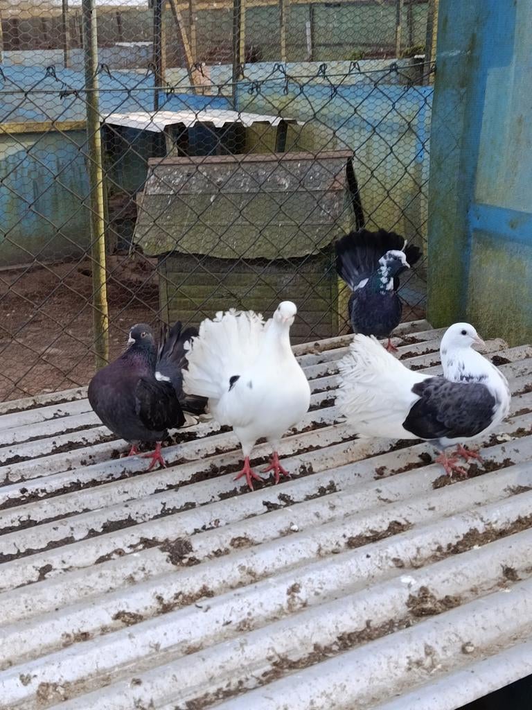 Ik verkoop vier Pauwstaarten, Dieren en Toebehoren, Mannelijk
