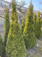 Haagconiferen thuya smaragd 2,5m €20 Brabant 2m€10, Ophalen, Overige soorten